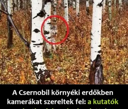 csernobil allatok