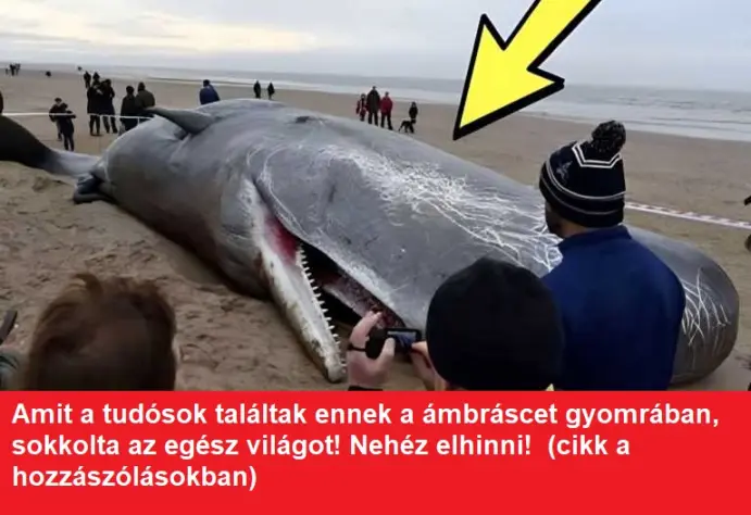 balnagyomra768x463 1 768x400