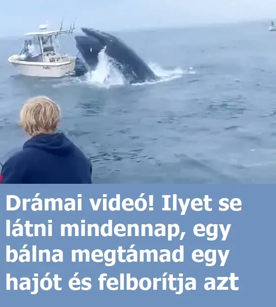 balnatamadasip ac 726p 2c21ed