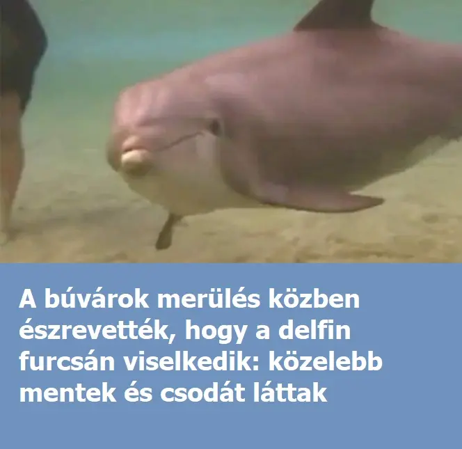 delfinszuletik 220435
