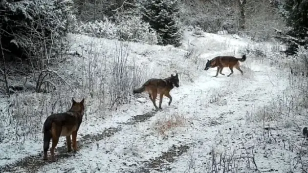 farakasok Plitvicei tava23424k