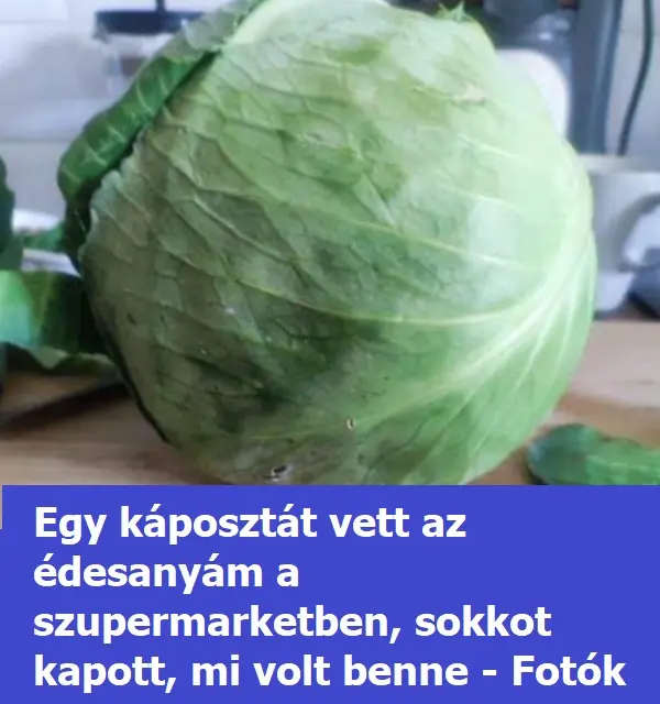 kaposztat
