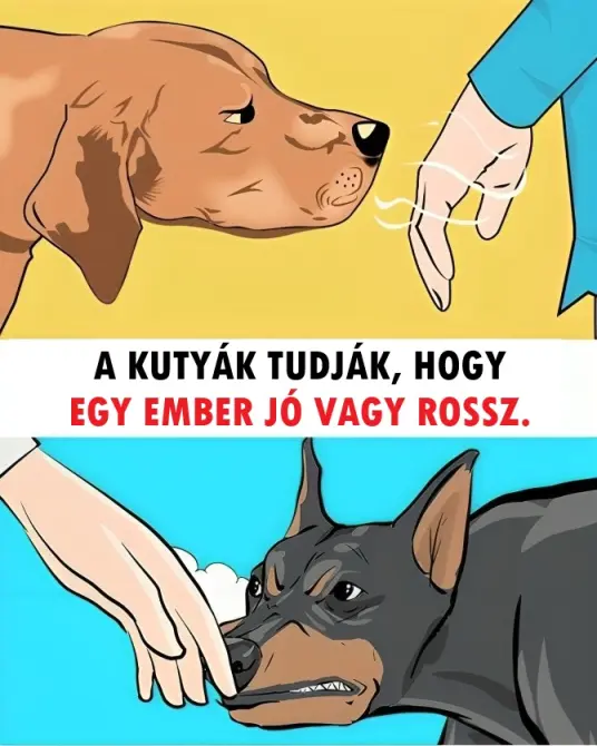 kutyak11637697152574 n